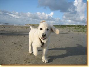 Langeoog_2009_231.jpg