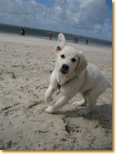 Langeoog_2009_254.jpg