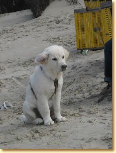 Langeoog_2009_258.jpg